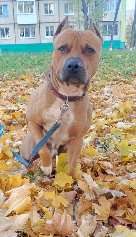 Собаки в Ижевске: Чемпион  Мальчик, Бесплатно - фото 5