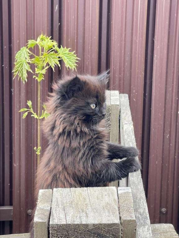 Кошки в Москве: Котята в добрые руки (Сибирская + Мейн кун + Лесная) Девочка, Бесплатно - фото 2