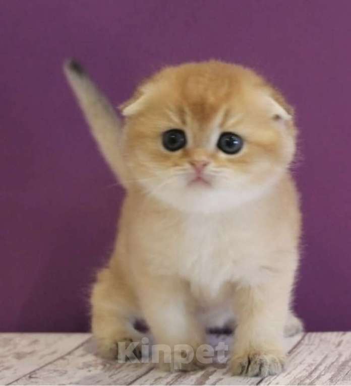 Кошки в Москве: Шотландские котята Мальчик, 35 000 руб. - фото 6