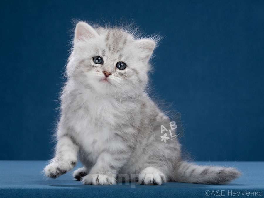 Кошки в Москве: Сибирский котенок девочка Девочка, Бесплатно - фото 1