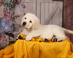 Собаки в Сертолово: Щенки лабрадора из профессионального питомника  Мальчик, Бесплатно - фото 8