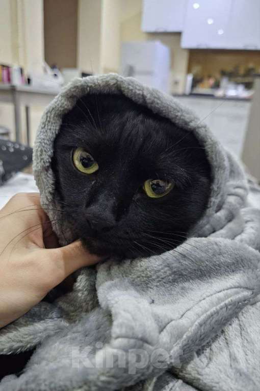 Кошки в Владивостоке: Отдам кота в добрые руки Мальчик, Бесплатно - фото 2