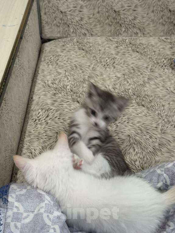 Кошки в Тамбове: Белый Мальчик, Бесплатно - фото 2