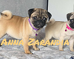 Собаки в Кропоткине: Щенки мопса Разнополые, Бесплатно - фото 5