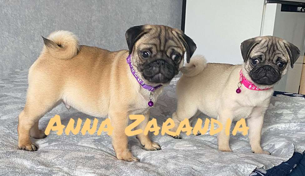 Собаки в Кропоткине: Щенки мопса Разнополые, Бесплатно - фото 5