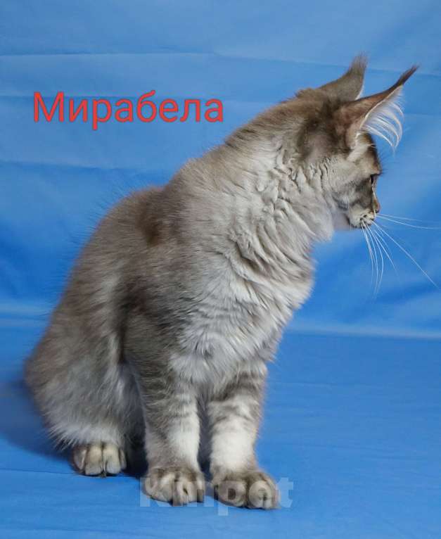 Кошки в Чайковском: Мирабела Девочка, 40 000 руб. - фото 2