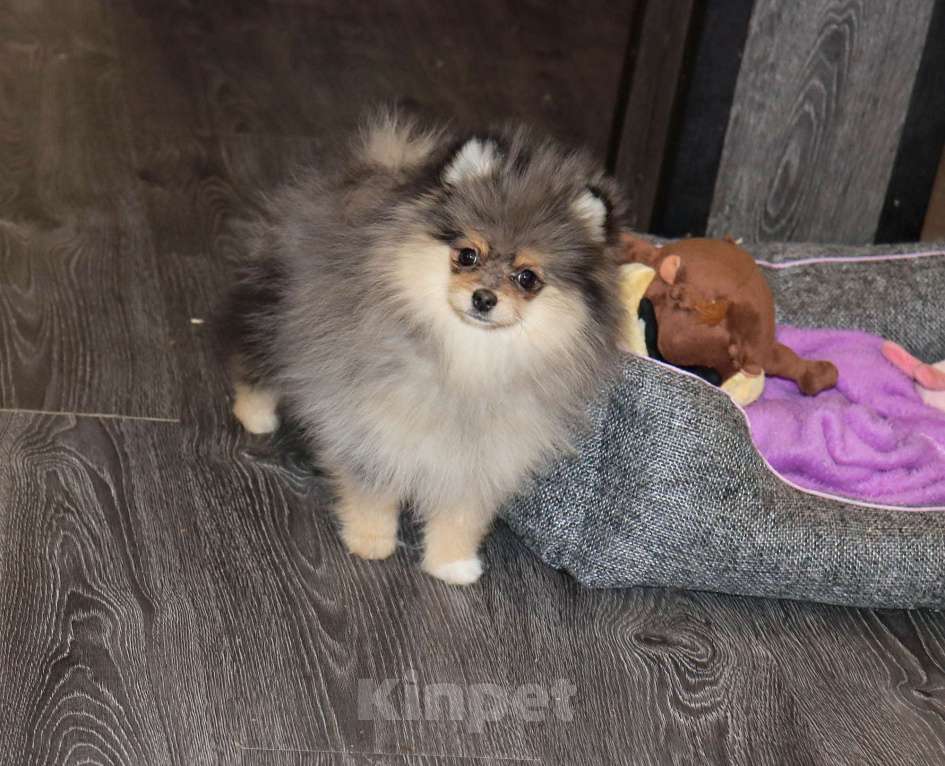 Собаки в Москве: Мраморная девочка Девочка, 55 000 руб. - фото 1