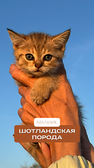 Шотландский Котёнок