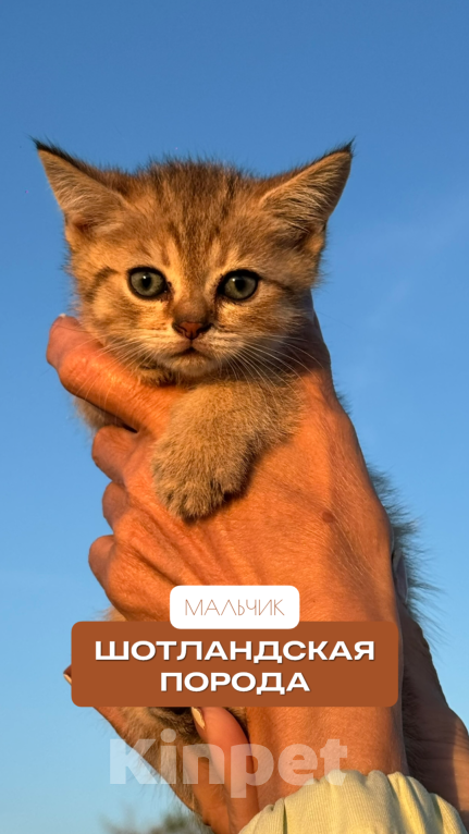 Кошки в других городах Краснодарского края: Шотландский Котёнок Мальчик, 7 000 руб. - фото 1