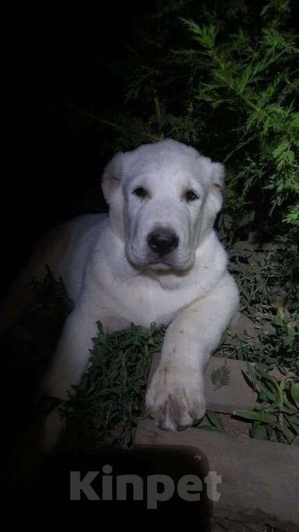 Собаки в Краснодаре: Щенки АЛАБАЯ Мальчик, 50 000 руб. - фото 1