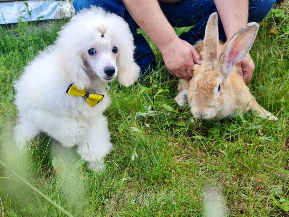 Собаки в Москве: Щенок миниатюрного  пуделя Мальчик, 50 000 руб. - фото 6
