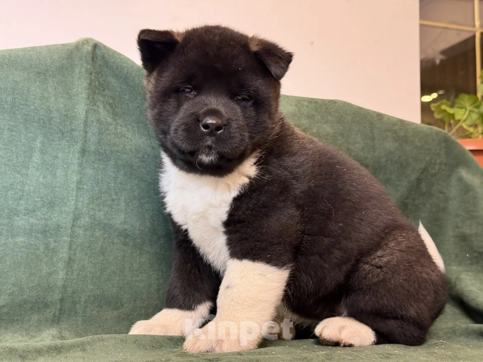 Собаки в Стерлитамаке: щенки Американской Акиты Мальчик, 50 000 руб. - фото 6