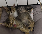 Кошки в Новороссийске: Спасеноши Мальчик, Бесплатно - фото 4