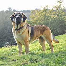 Испанский мастиф