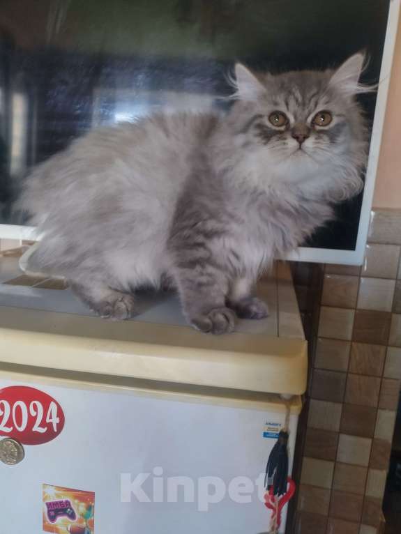 Кошки в Краснодаре: Персидские котята  Девочка, 5 000 руб. - фото 9