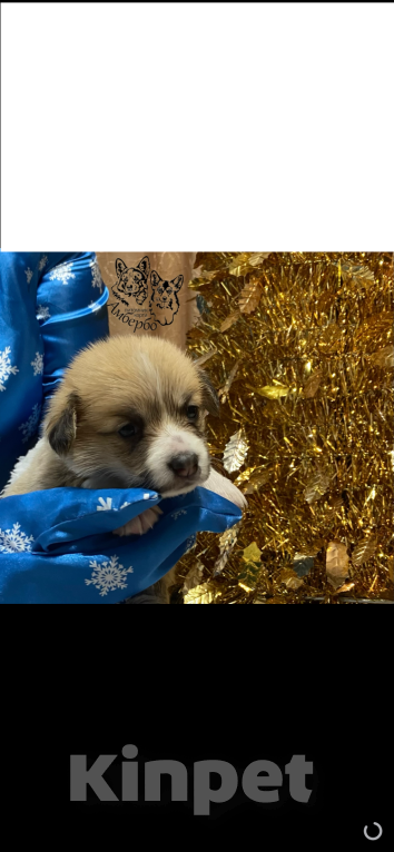 Собаки в Вологде: Вельш корги Пемброк Девочка, Бесплатно - фото 1