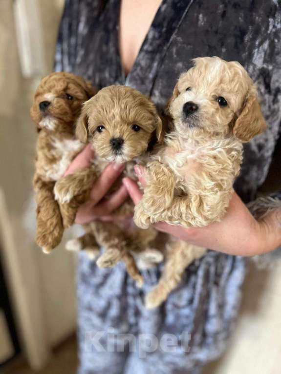 Собаки в Нижнем Новгороде: Мальтипу Мальчик, 100 000 руб. - фото 4