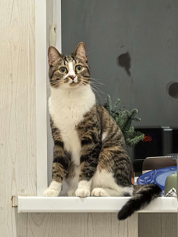 Протестующего кота в любящую семью