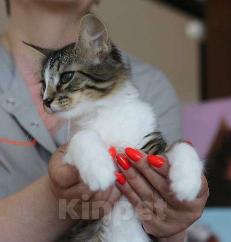 Кошки в Москве: Крошка Сури ищет дом Девочка, Бесплатно - фото 3