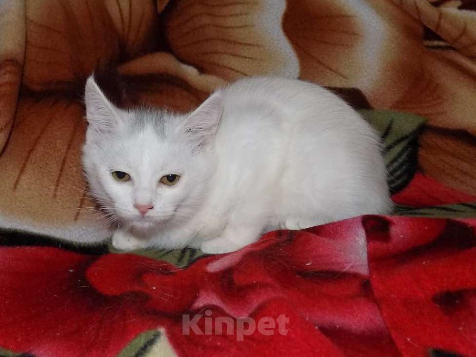 Кошки в Москве: Котята анатолийские девочки Девочка, 8 000 руб. - фото 4