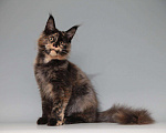 Кошки в Колпашево: Котята мейн-кун, 12 000 руб. - фото 3
