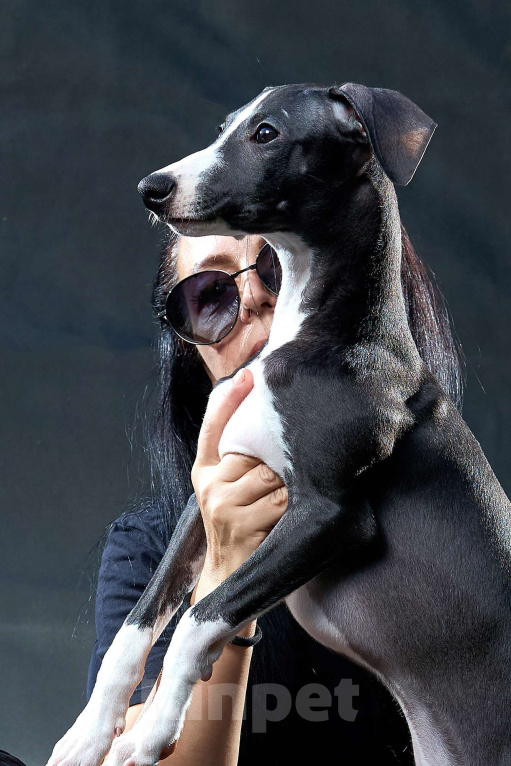 Собаки в Москве: Красивый парень уиппет черного цвета Мальчик, 55 000 руб. - фото 6