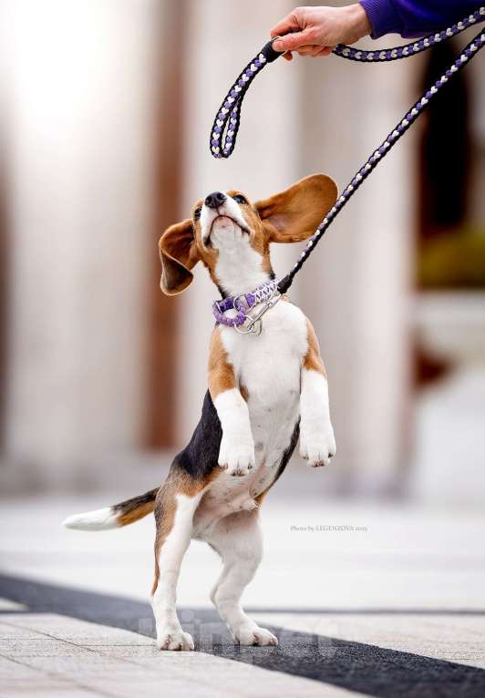 Собаки в других городах Московской области: Бигль, кобель 4 мес., РКФ Мальчик, Бесплатно - фото 5