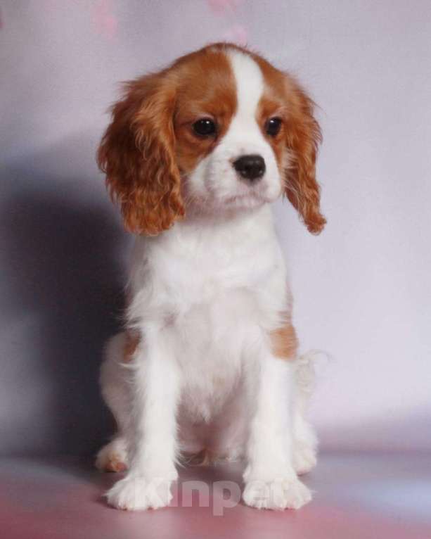 Собаки в Рязани: Мальчик Кавалер Кинг Чарльз Спаниель  Мальчик, 60 000 руб. - фото 3