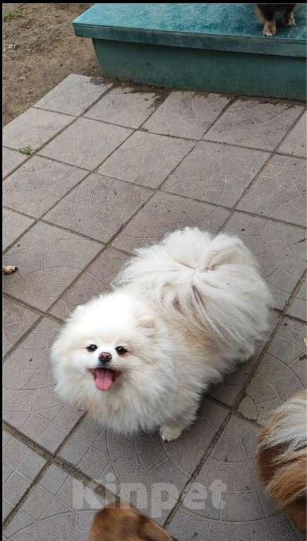 Собаки в Раменском: 💕Она шикарный компаньон.  Девочка, 1 000 руб. - фото 2