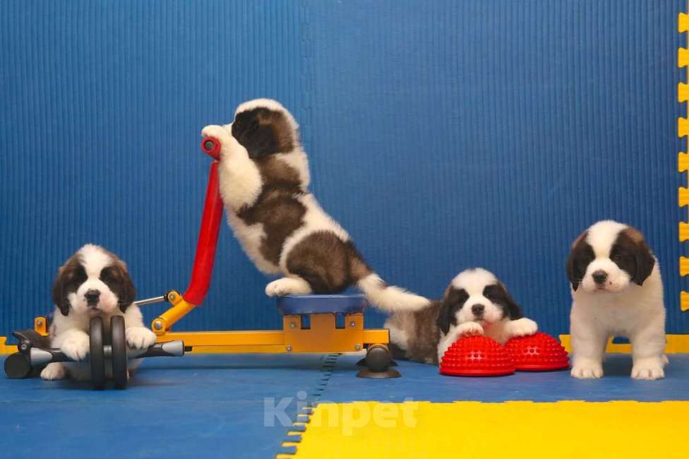 Собаки в Костроме: Щенки СЕНБЕРНАРА (Великан, Компаньон, Няня, Строж) Мальчик, Бесплатно - фото 1