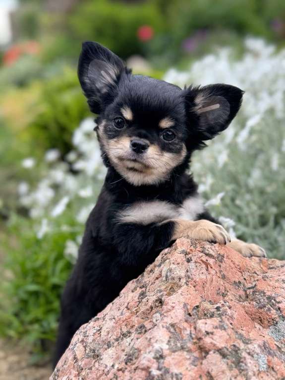 Собаки в Санкт-Петербурге: Чихуахуа купить щенка Мальчик, 80 000 руб. - фото 2