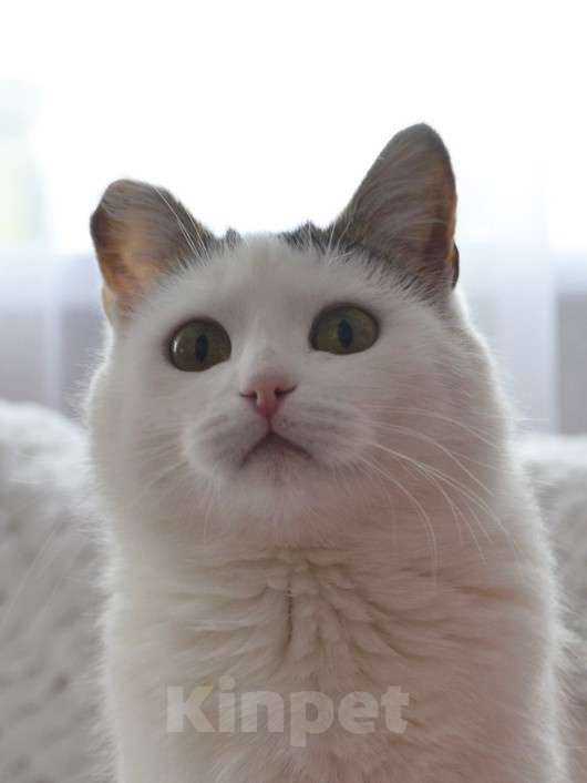 Кошки в Москве: Шарлотта Девочка, Бесплатно - фото 1