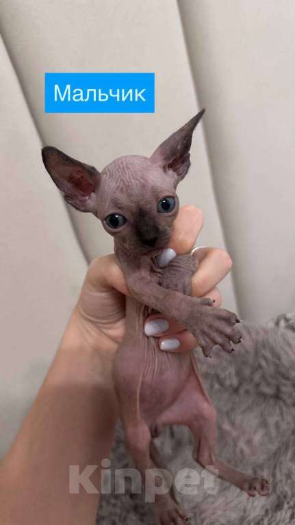 Кошки в Саратове: Котята сфинкса Мальчик, 20 000 руб. - фото 6