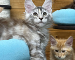 Кошки в Чайковском: Мейн Кун котенок Девочка, Бесплатно - фото 7