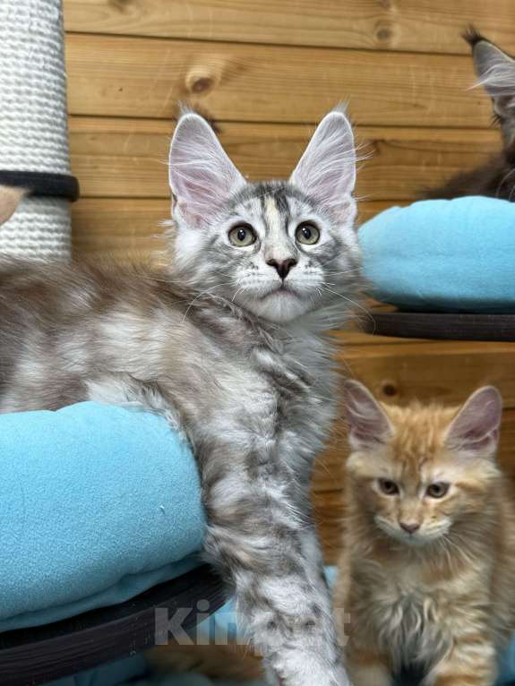 Кошки в Чайковском: Мейн Кун котенок Девочка, Бесплатно - фото 7