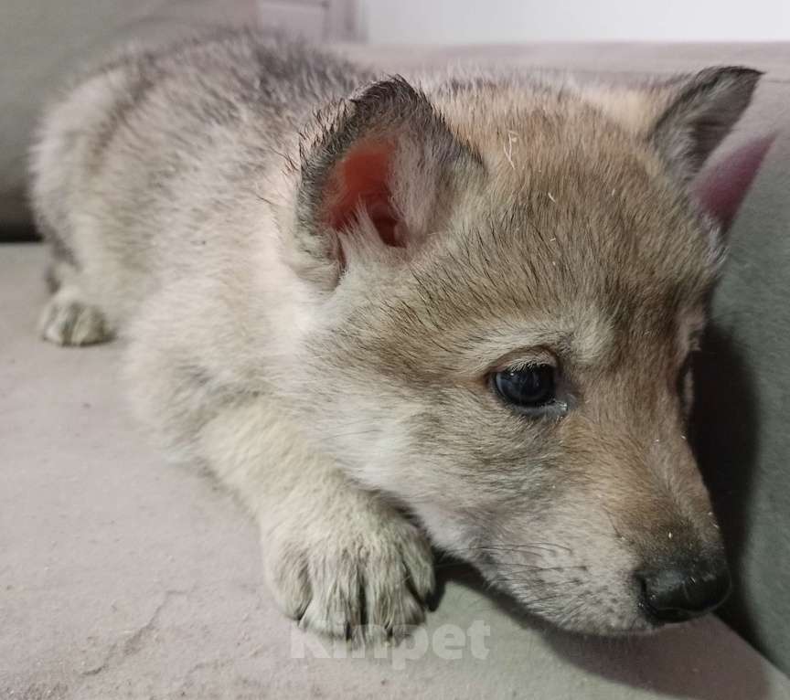 Собаки в Иваново: Продам щенка Чехословацкой волчьей собаки  Мальчик, 20 000 руб. - фото 2