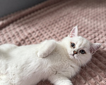 Кошки в Одинцово: Британские короткошерстные котята Разнополые, 25 000 руб. - фото 5