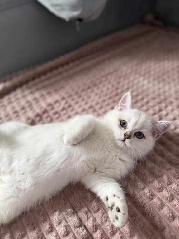 Кошки в Одинцово: Британские короткошерстные котята Разнополые, 25 000 руб. - фото 5