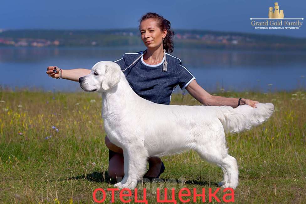 Собаки в других городах Свердловской области: Продам Мальчик, 50 000 руб. - фото 6