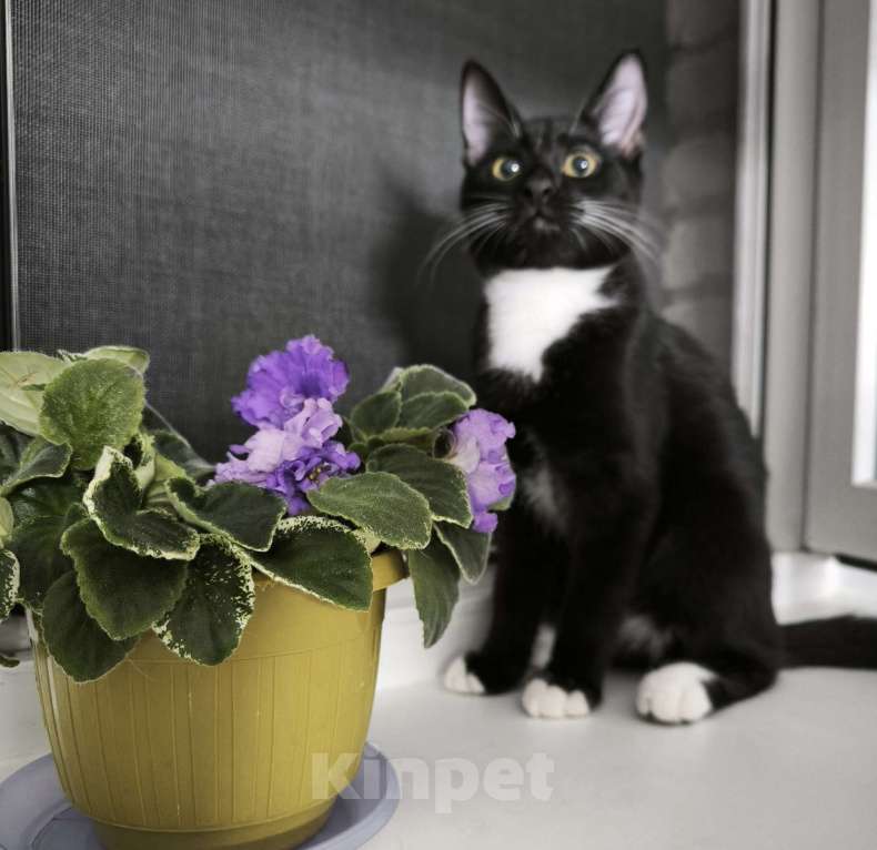 Кошки в Санкт-Петербурге: Самы ласковый маркизик Тиша Мальчик, Бесплатно - фото 2