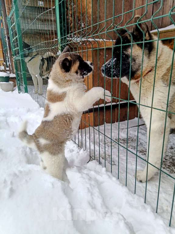Собаки в других городах Ленинградской области: Американская акита, для семьи и выставок Девочка, 80 000 руб. - фото 5