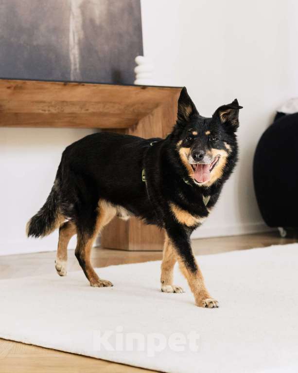 Собаки в Москве: Чудесный Байкал ищет дом Мальчик, Бесплатно - фото 3