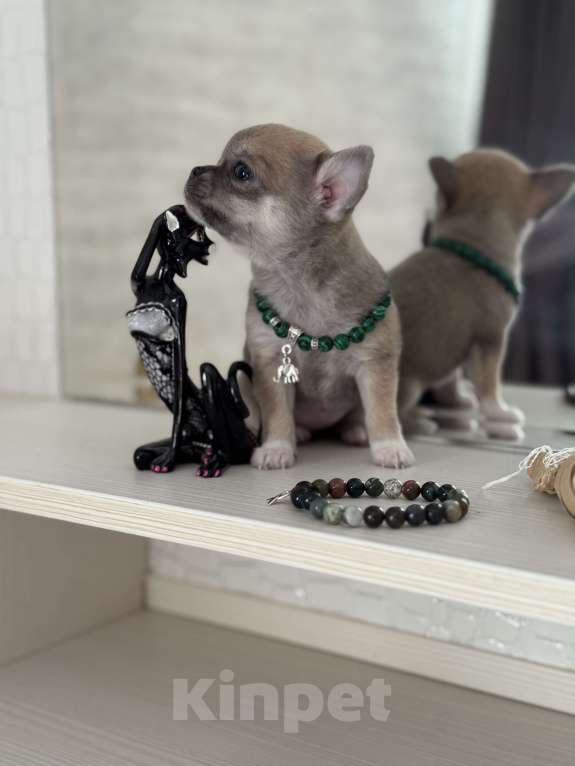 Собаки в Ярославле: Продаются щенки от родителей чемпионов с полным пакетом документов.  Девочка, 35 000 руб. - фото 5