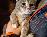 Кошки в Москве: Ласковый и нежный молодой котик Толик в добрые руки Мальчик, 10 руб. - фото 3