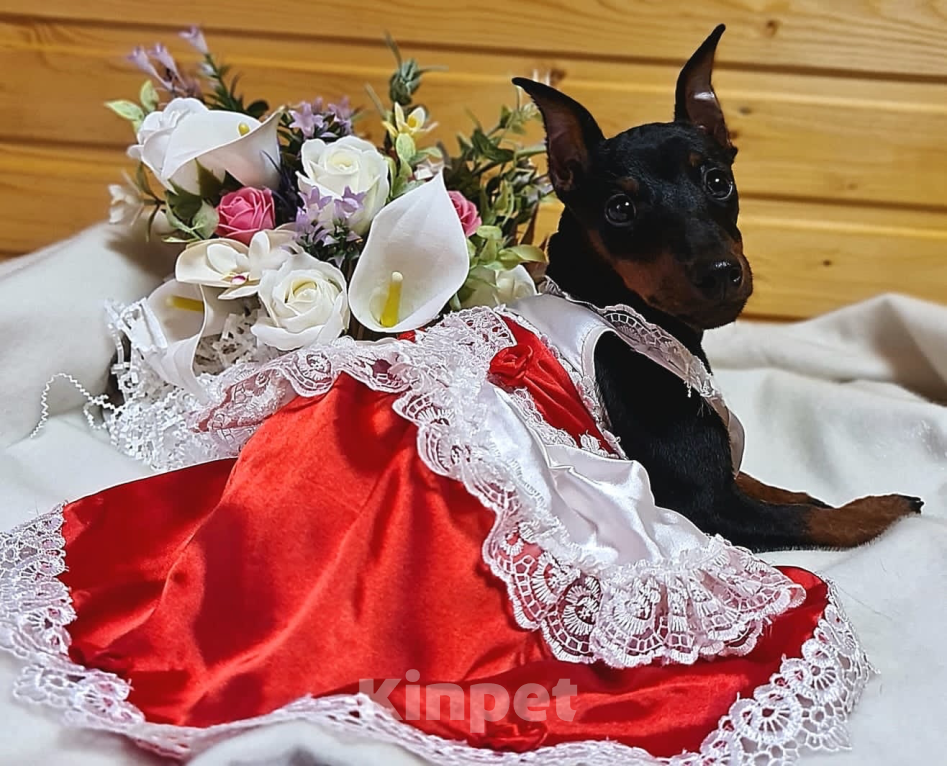 Собаки в Чехове: Великолепные щенки цверг пинчера, мини добермана Мальчик, 40 000 руб. - фото 6