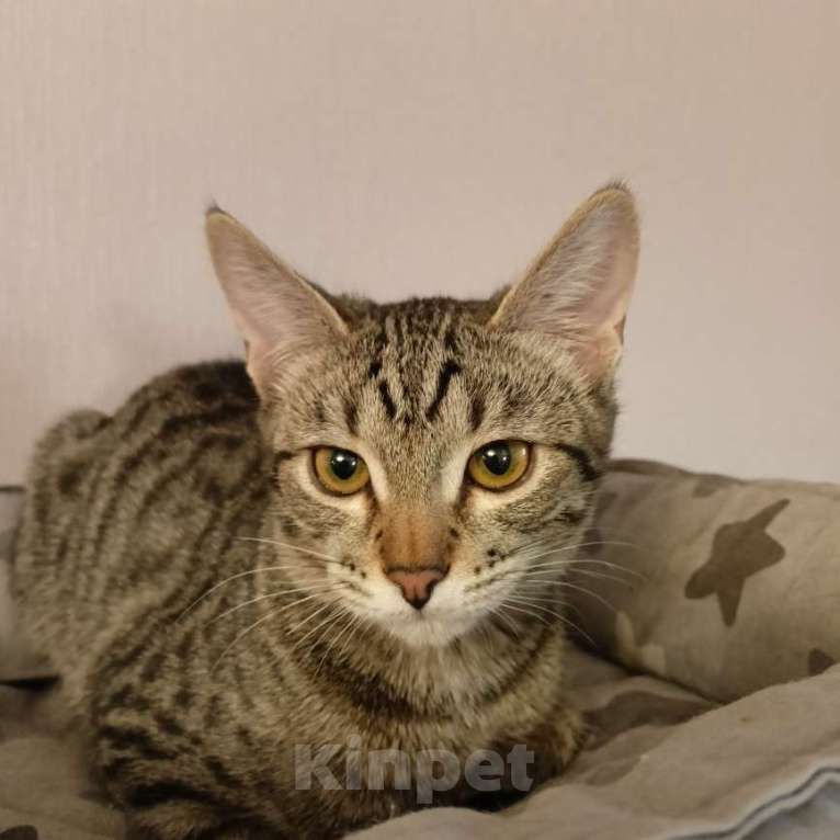 Кошки в Москве: Девочка-подросток Девочка, Бесплатно - фото 10