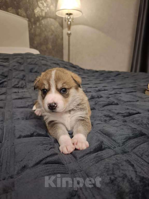 Собаки в других городах Московской области: Щенки метиса бордер-колли и бельгийской овчарки Разнополые, 1 000 руб. - фото 2