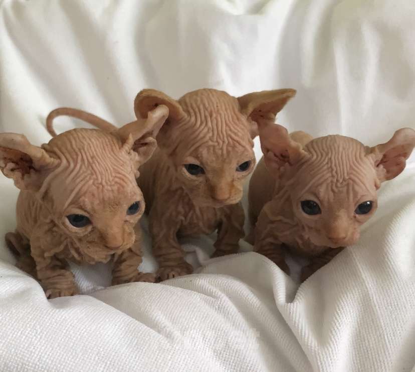 Кошки в Нижнем Новгороде: Котята породы эльф Девочка, 35 000 руб. - фото 3