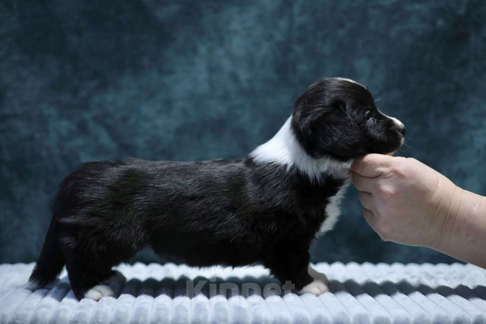 Собаки в Санкт-Петербурге: Шикарный щенок Вельш Корги Кардиган  Мальчик, 45 000 руб. - фото 2