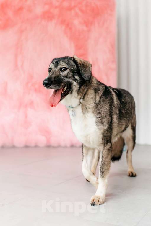 Собаки в Москве: Спокойная и добрая Диона  Девочка, Бесплатно - фото 3